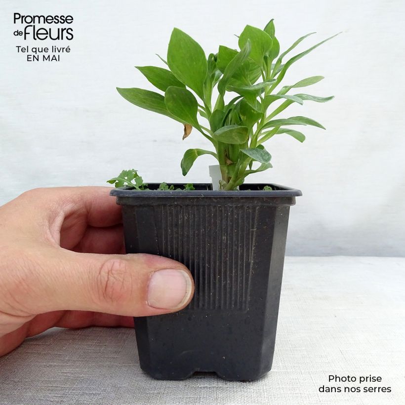 Alstroemeria Pitchounes Rosie Maceta de 8/9 cm Ejemplar entregado en la primavera