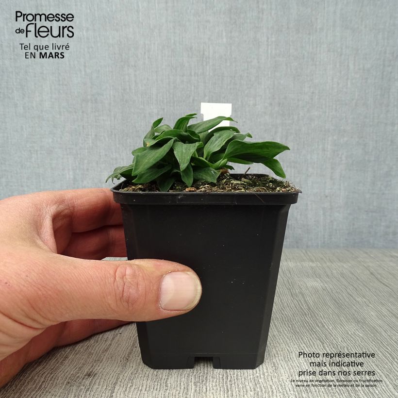 Alstroemeria Pitchounes Timoté Maceta de 8/9 cm Ejemplar entregado en la primavera