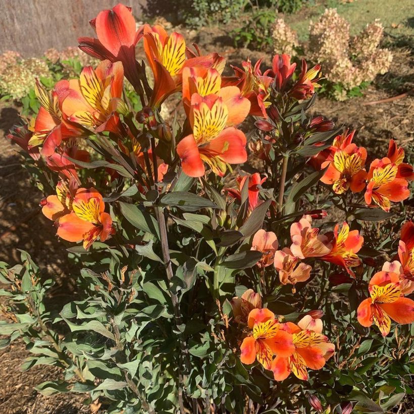 Alstroemeria Indian Summer (Porte)