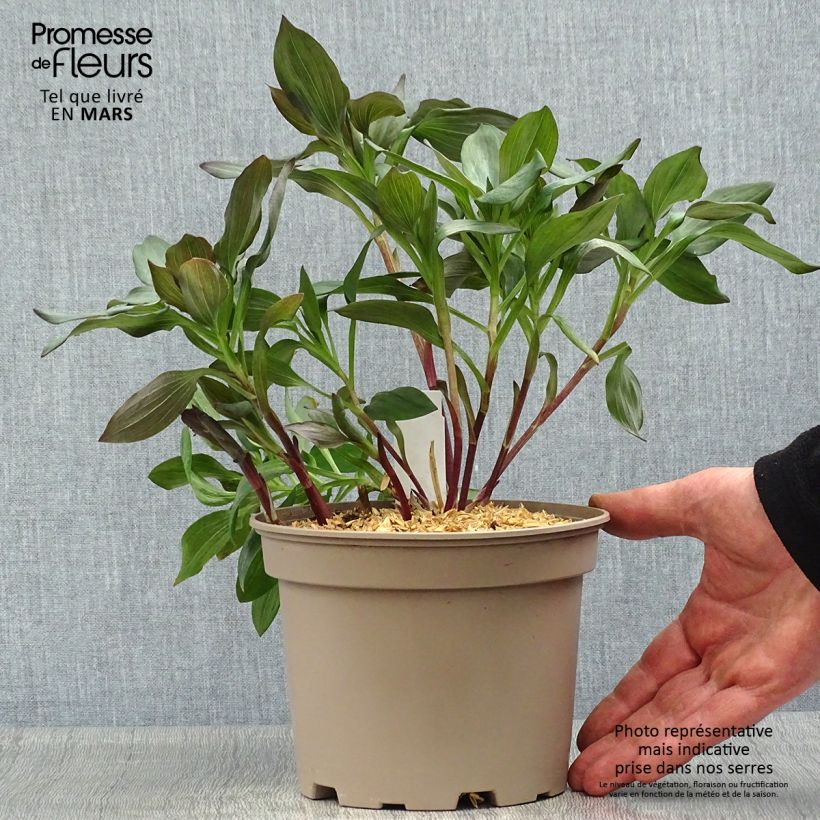 Alstroemeria Indian Summer Maceta 2L/3L Ejemplar entregado en la primavera