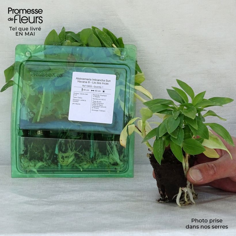 Alstroemeria Inticancha Sun Havana cepellón: 4 cm x 4,5 cm Ejemplar entregado en la primavera