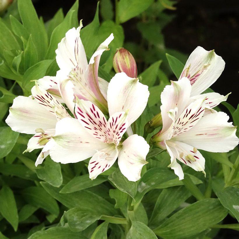 Alstroemeria Majestic Mazé (Floración)