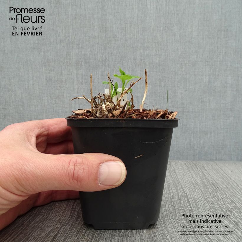 Alstroemeria Mars Maceta de 8/9 cm Ejemplar entregado en invierno