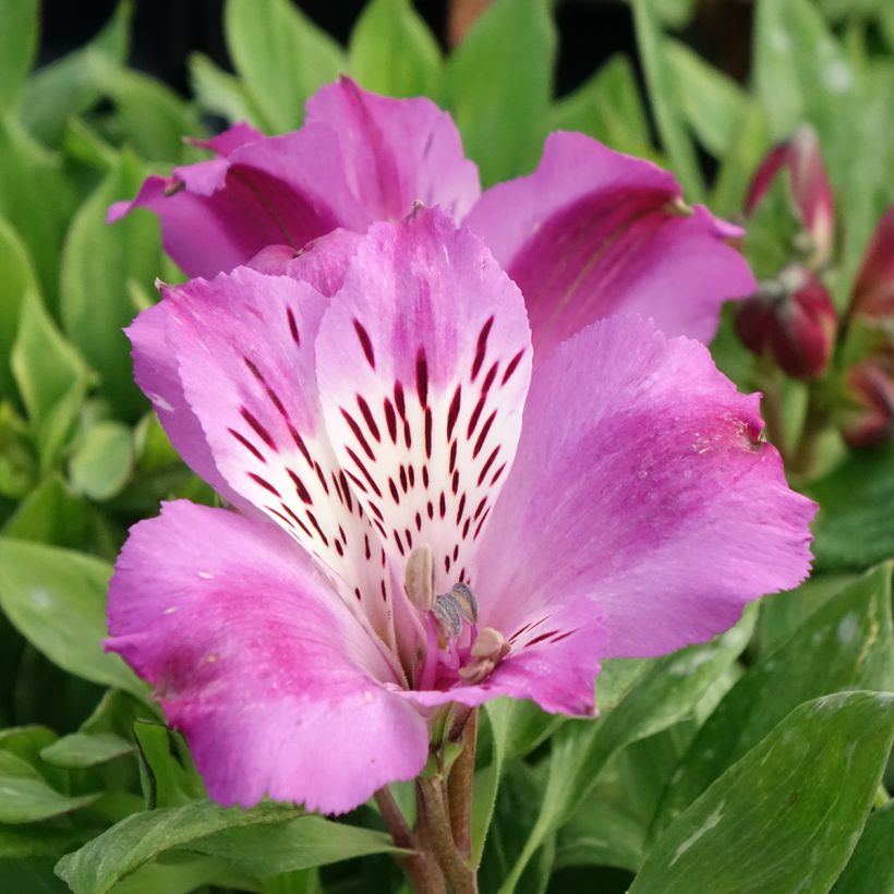 Alstroemeria Pitchounes Lucas (Floración)