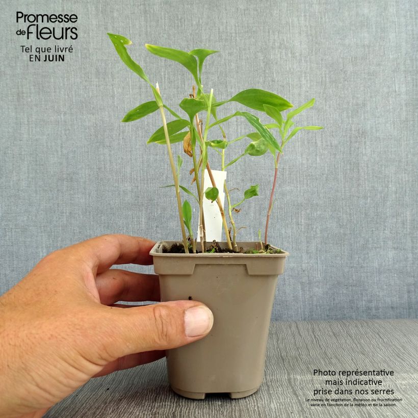 Ejemplar de Alstroemeria Sweet Laura Maceta de 8/9 cm entregado en verano