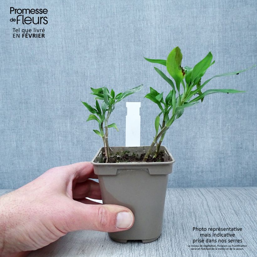 Alstroemeria Sweet Laura Maceta de 8/9 cm Ejemplar entregado en invierno