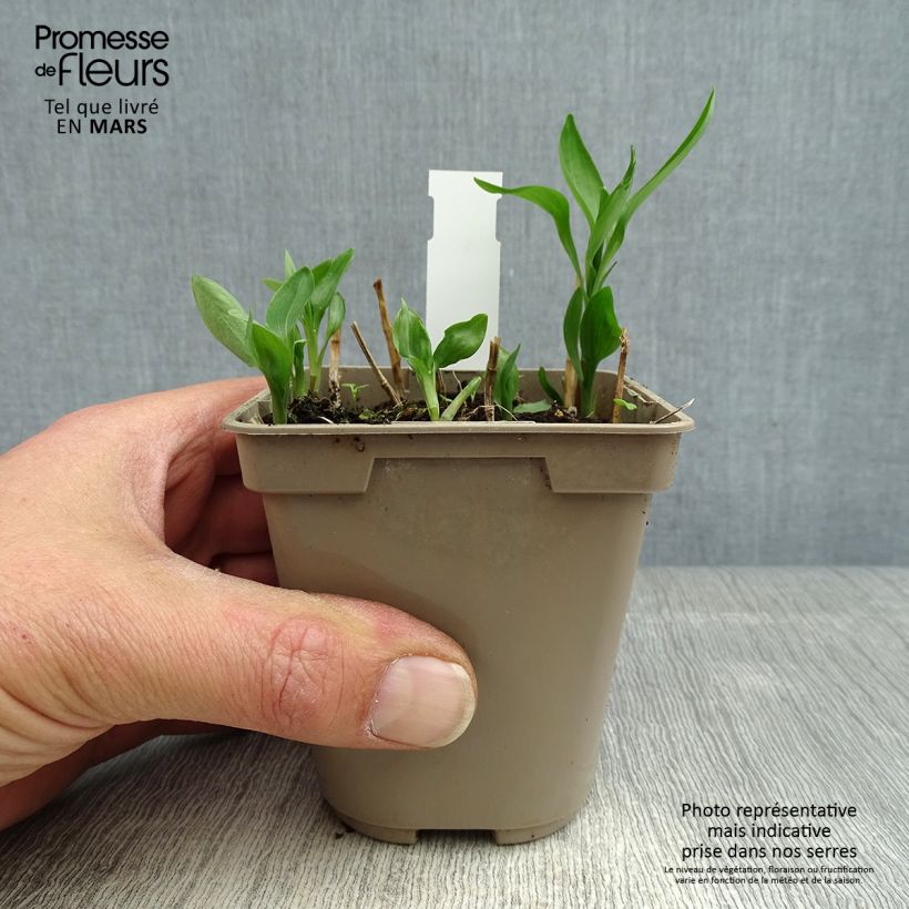 Alstroemeria Sweet Laura Maceta de 8/9 cm Ejemplar entregado en la primavera