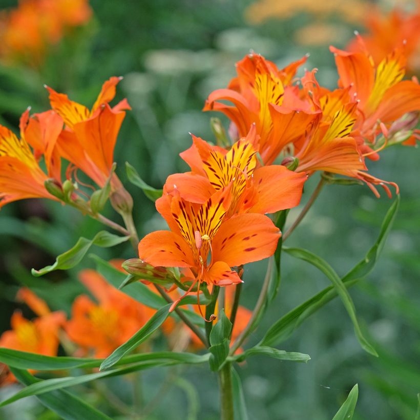 Alstroemeria aurantiaca Orange King (Floración)