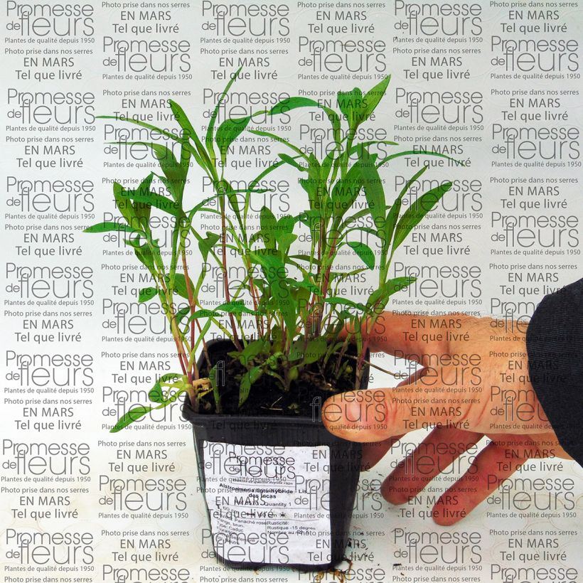 Ejemplo de ejemplar de Alstroemeria Ligtu Hybrid Maceta de 8/9 cm tal y como se entrega