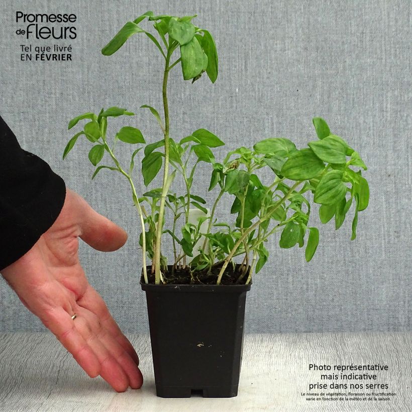 Alstroemeria psittacina - Lirio del Perú Maceta de 8/9 cm Ejemplar entregado en invierno