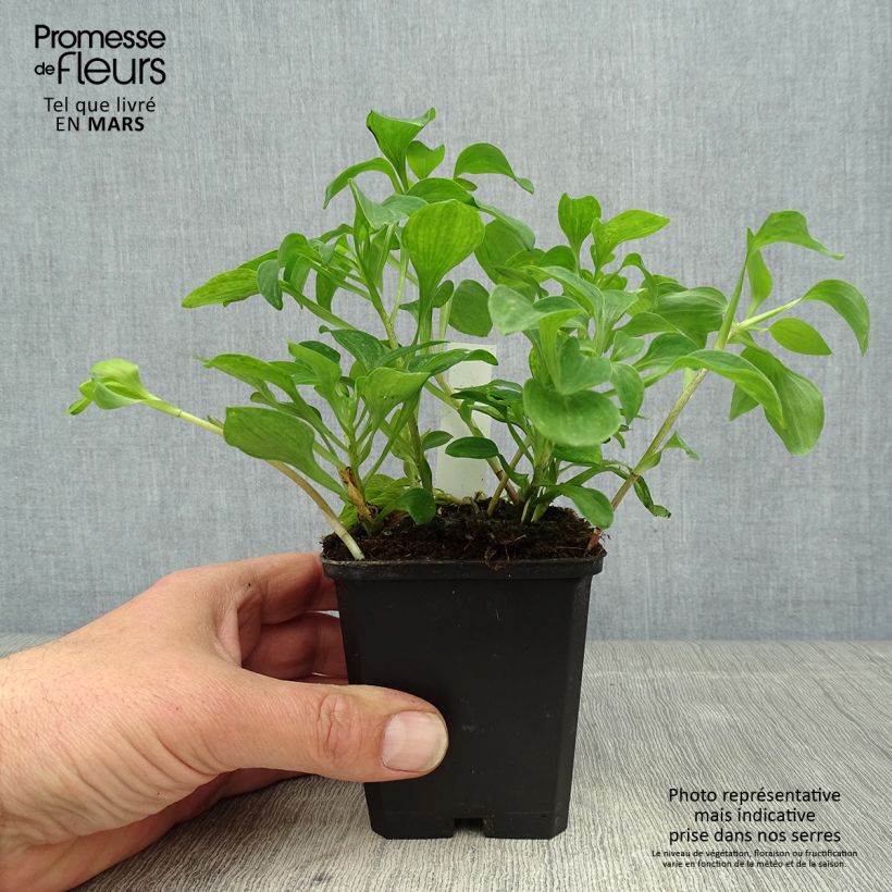 Alstroemeria psittacina - Lirio del Perú Maceta de 8/9 cm Ejemplar entregado en la primavera