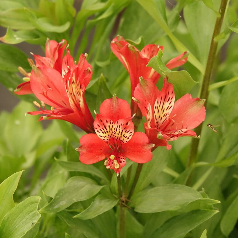 Alstroemeria Duc d'Anjou Louis (Floración)