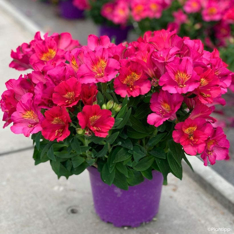 Alstroemeria Incalys Cherry (Porte)