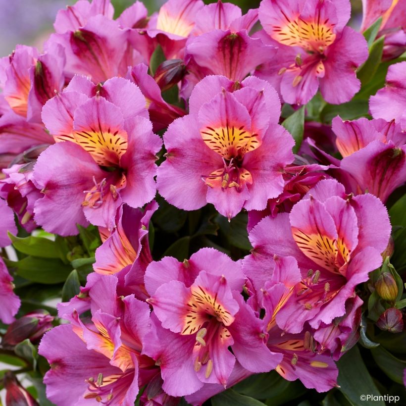 Alstroemeria Incalys Purple (Floración)
