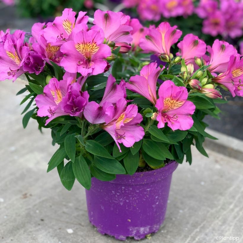 Alstroemeria Incalys Purple (Porte)