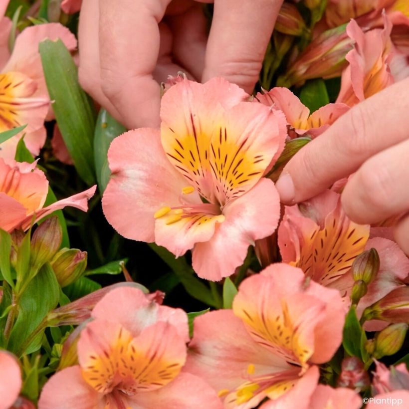 Alstroemeria Incalys Salmon (Floración)