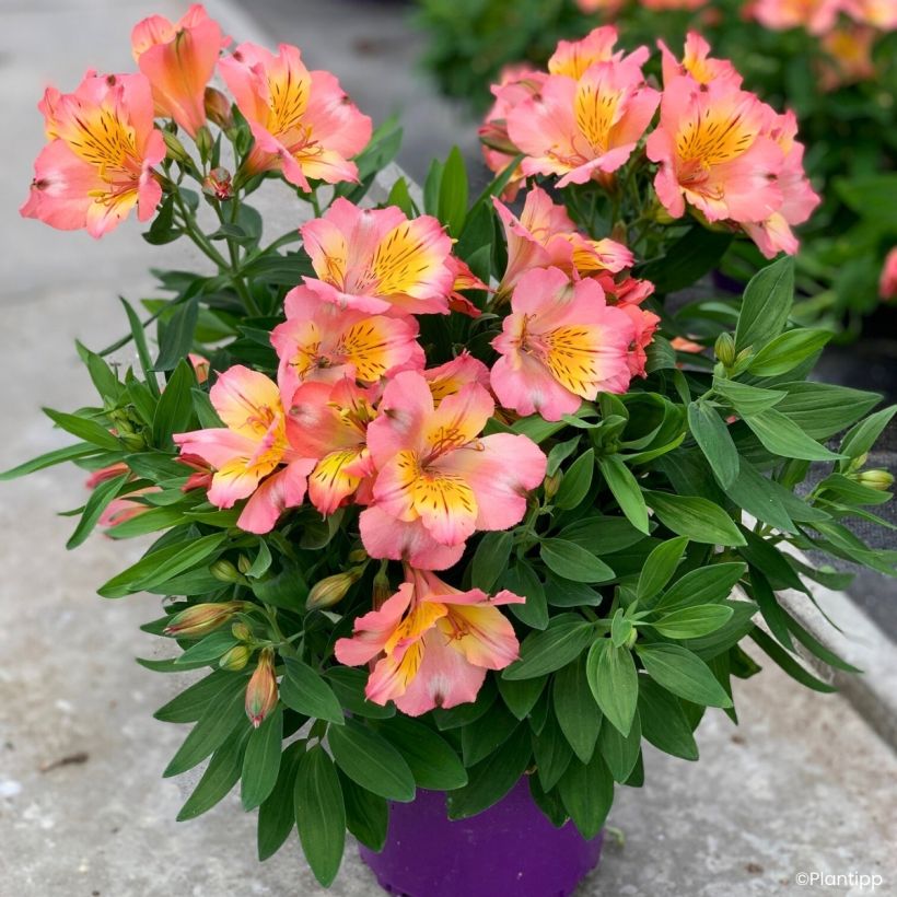 Alstroemeria Incalys Salmon (Porte)