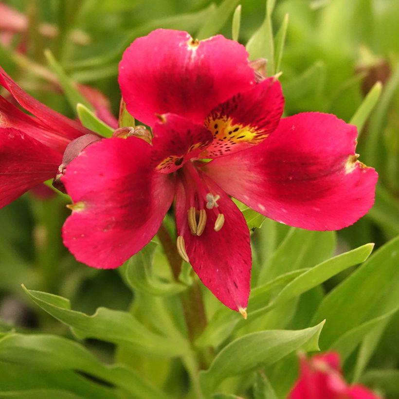 Alstroemeria Pitchounes Rosie (Floración)