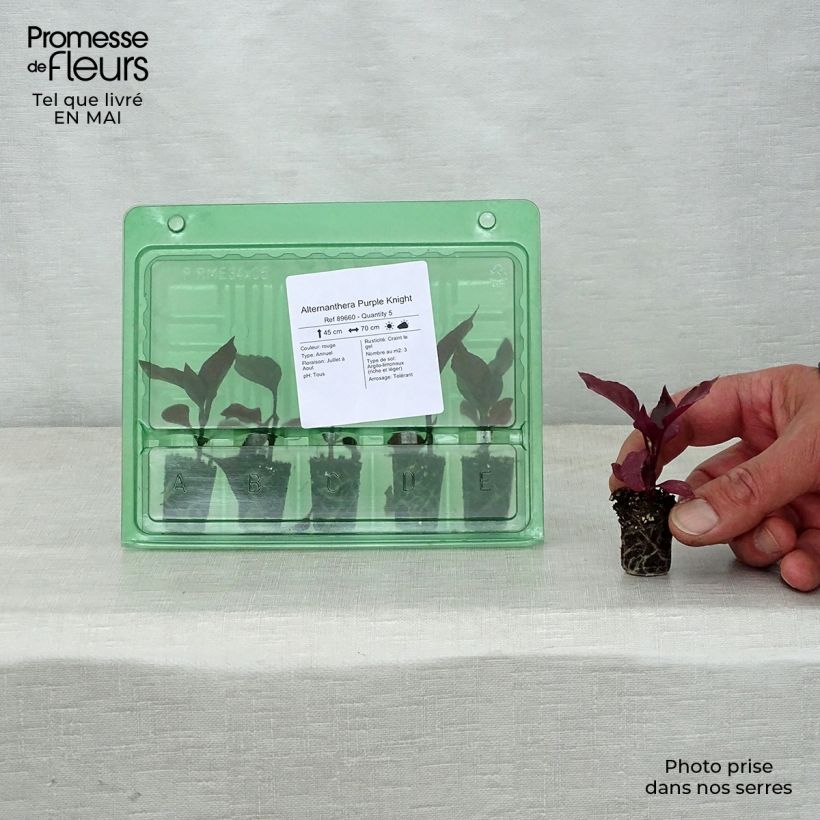Alternanthera Purple Knight minicepellón: Ø 3/4 cm Ejemplar entregado en la primavera