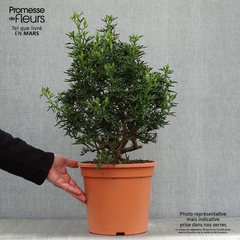 Alyogyne cuneiformis Maceta 3L/4L Ejemplar entregado en la primavera