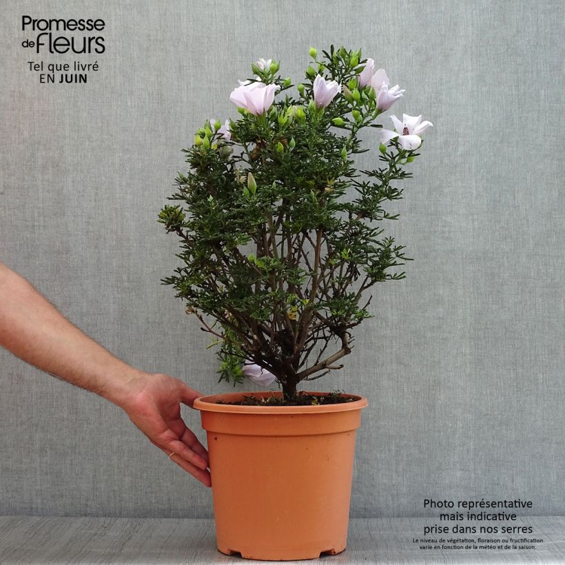 Ejemplar de Alyogyne cuneiformis Maceta 3L/4L entregado en verano