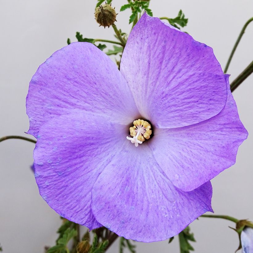 Alyogyne huegelii (Floración)