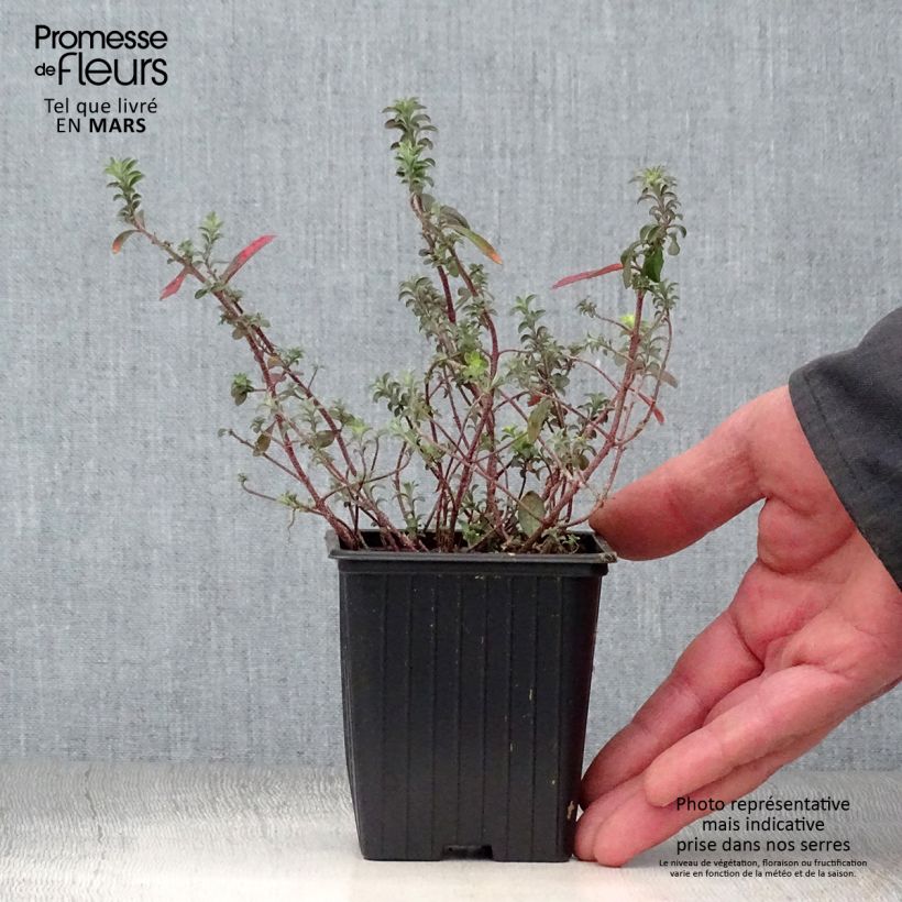 Alyssum argenteum - Broqueletes Maceta de 7/8 cm Ejemplar entregado en la primavera