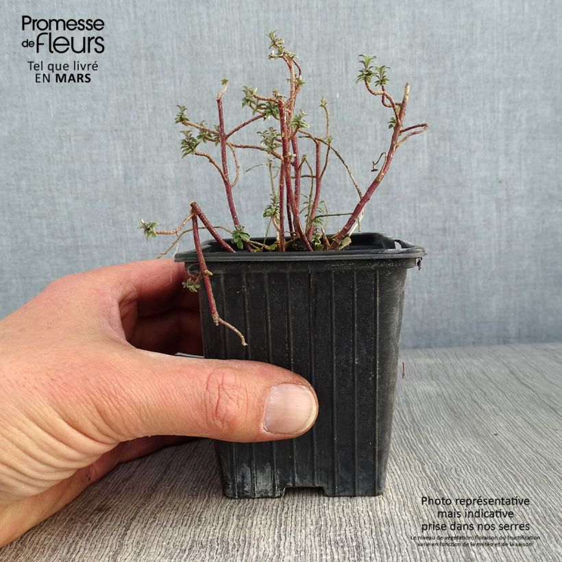 Alyssum argenteum - Broqueletes Maceta de 7/8 cm Ejemplar entregado en invierno