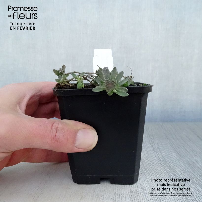 Alyssum montanum Berggold - Aliso dorado de montaña Maceta de 8/9 cm Ejemplar entregado en invierno