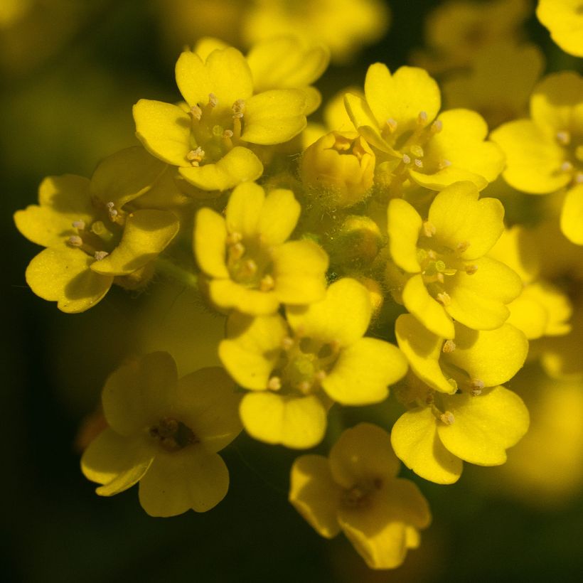Alyssum saxatilis Compactum - Canastillo (Floración)