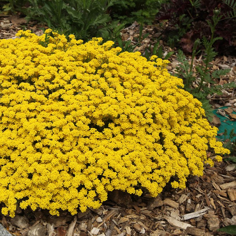 Alyssum saxatilis Compactum - Canastillo (Porte)