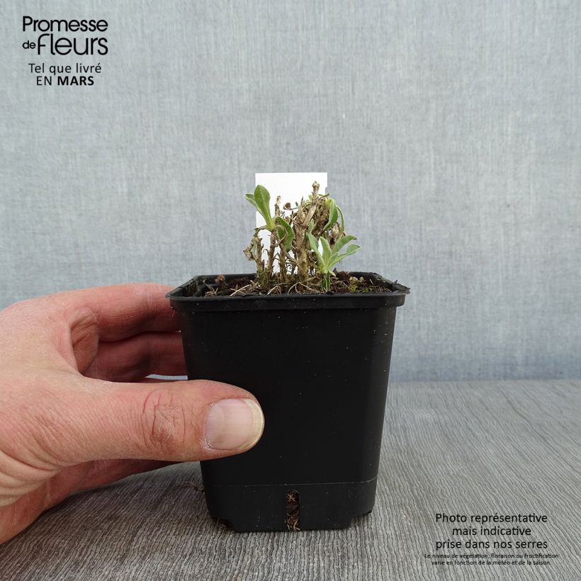 Alyssum saxatilis Compactum - Canastillo Maceta de 8/9 cm Ejemplar entregado en invierno