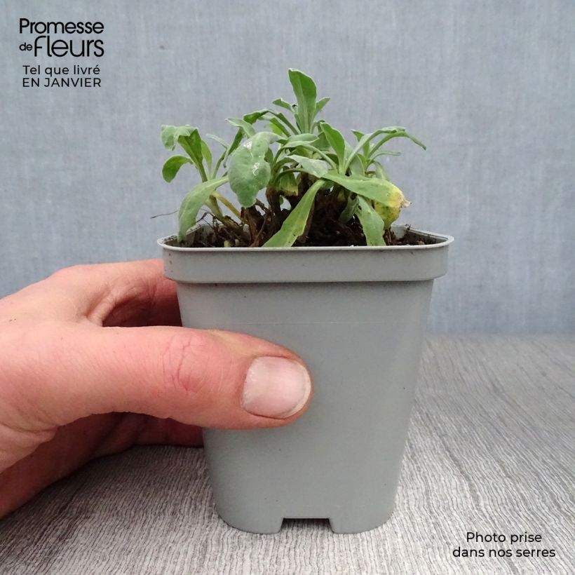 Alyssum saxatilis Goldkugel - Canastillo Maceta de 8/9 cm Ejemplar entregado en invierno