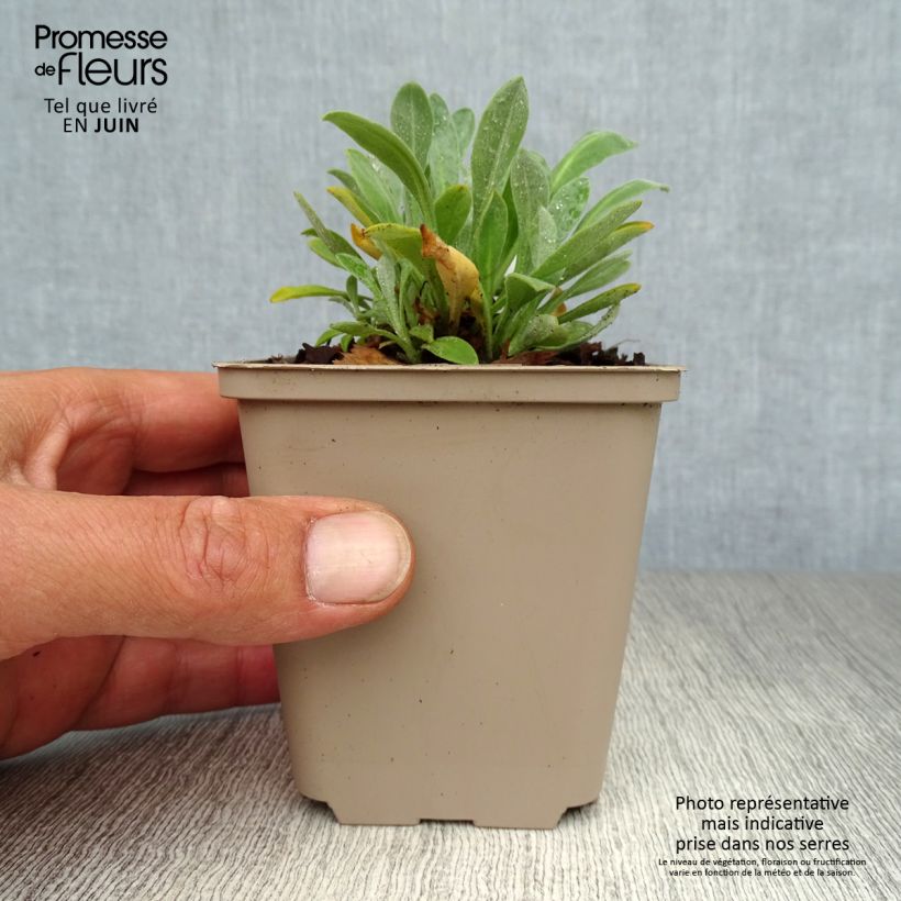 Ejemplar de Alyssum saxatilis Goldkugel - Canastillo Maceta de 8/9 cm entregado en verano