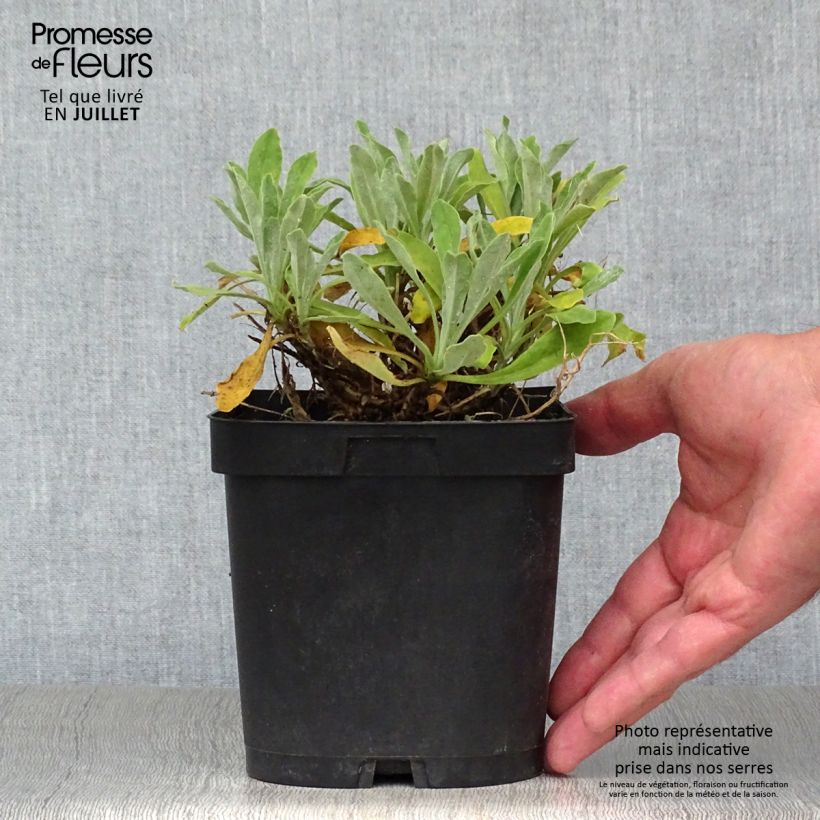 Ejemplar de Alyssum saxatilis Goldkugel - Canastillo Maceta 2L/3L entregado en verano
