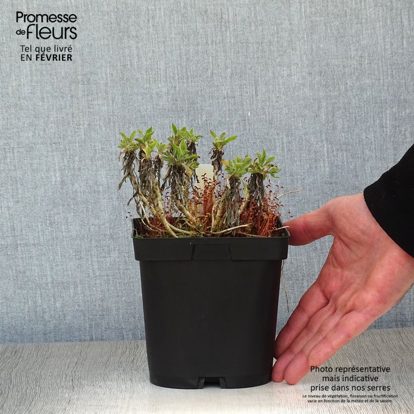 Alyssum saxatilis Goldkugel - Canastillo Maceta 2L/3L Ejemplar entregado en invierno