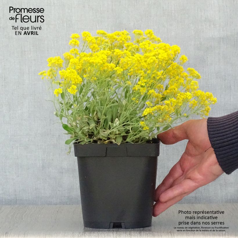 Alyssum saxatilis Goldkugel - Canastillo Maceta 2L/3L Ejemplar entregado en la primavera