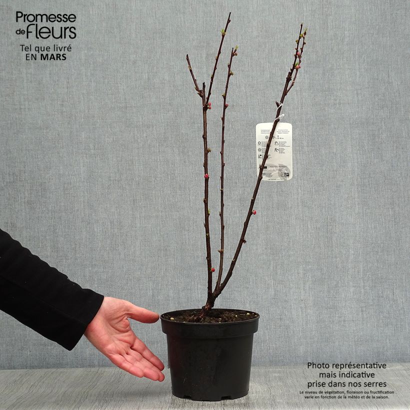Ciruelo de flor - Prunus triloba Maceta 2L/3L Ejemplar entregado en invierno