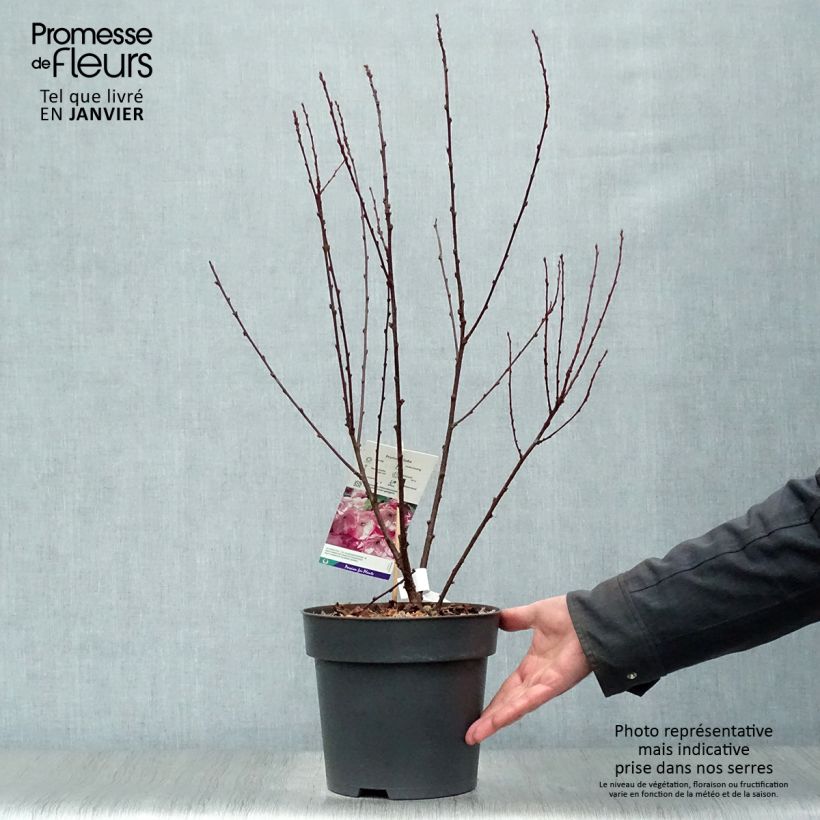 Ciruelo de flor - Prunus triloba Maceta 4L/5L Ejemplar entregado en invierno