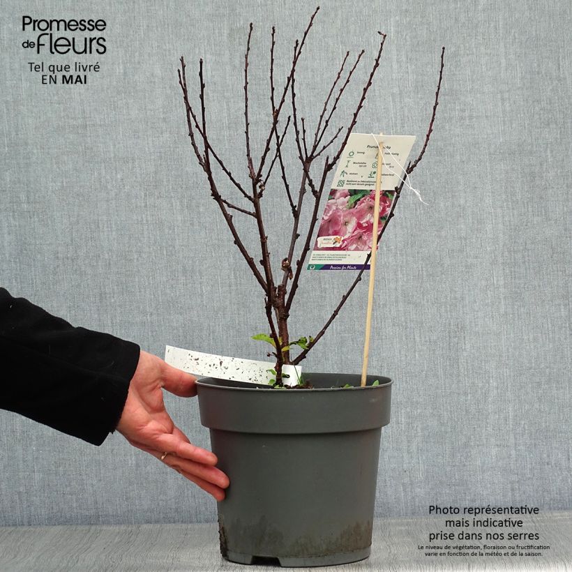 Ciruelo de flor - Prunus triloba Maceta 4L/5L Ejemplar entregado en la primavera
