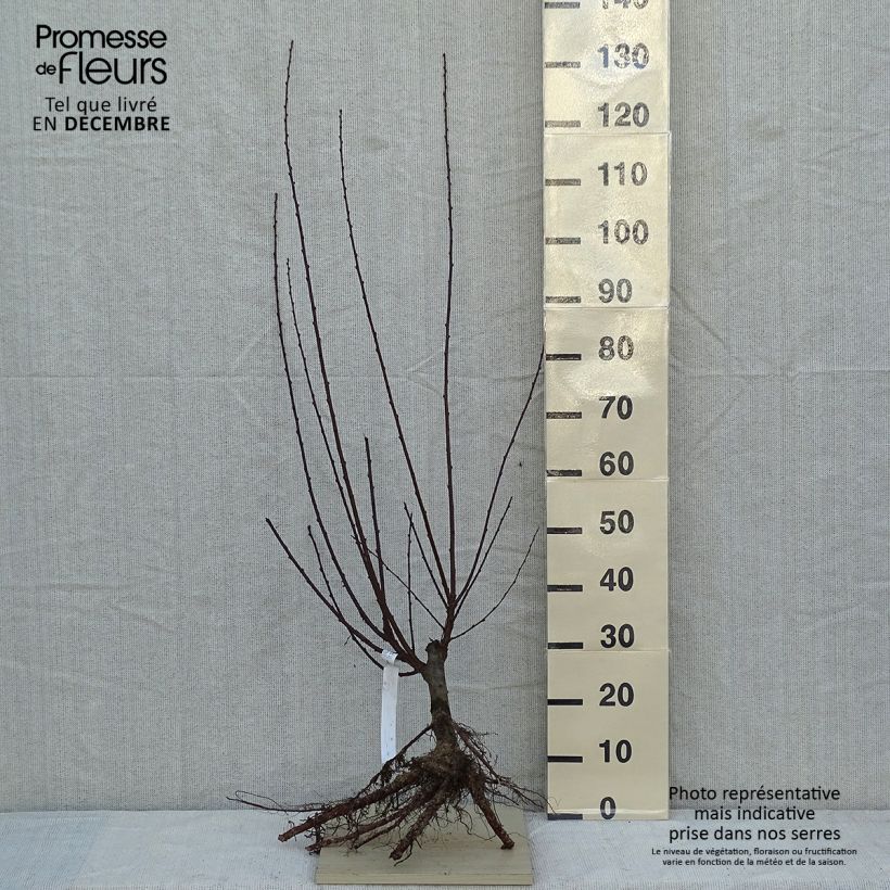 Ciruelo de flor - Prunus triloba Raíces desnudas Ejemplar entregado en invierno