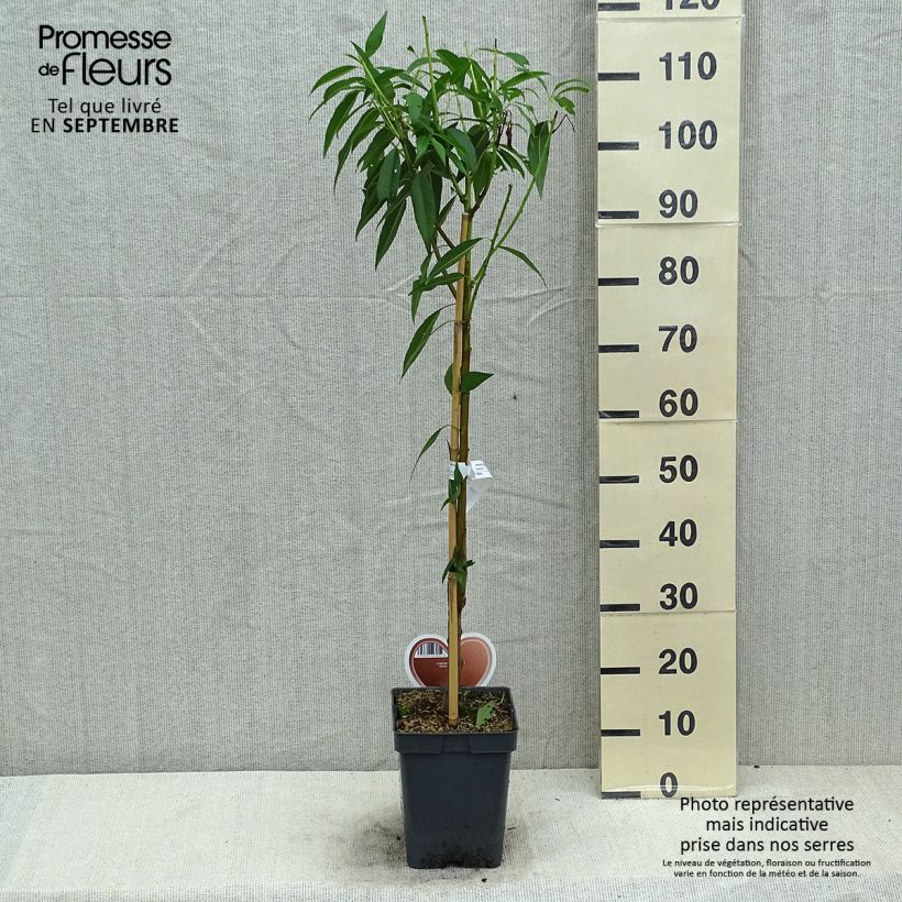 Ejemplar de Almendro - Prunus dulcis Maceta 4L/5L, Formación arbustiva entregado en verano
