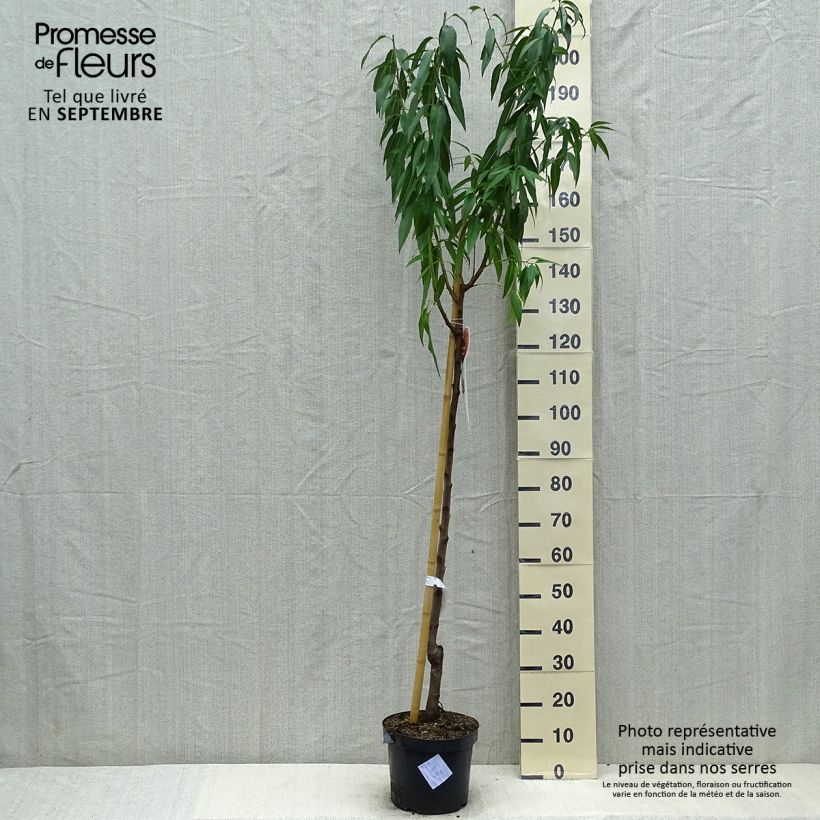 Ejemplar de Almendro - Prunus dulcis Maceta 7,5L/10L, Medio tallo entregado en verano