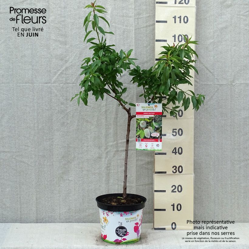 Almendro enano Garden Prince Maceta 6L/7L, 1/4 tallo Ejemplar entregado en la primavera