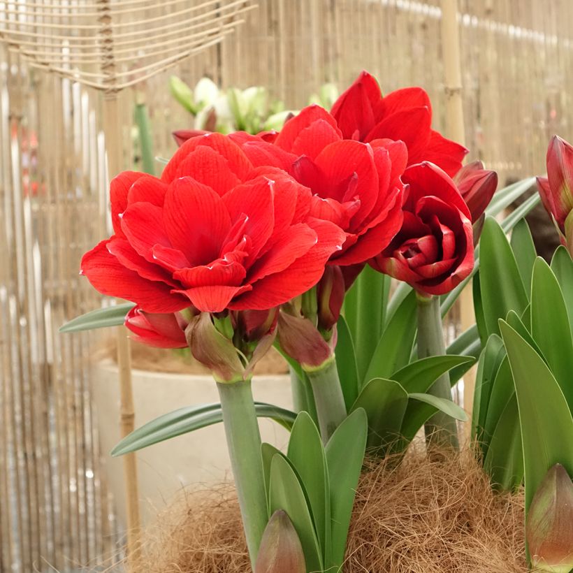 Hippeastrum Double Dragon - Amarilis  (Porte)