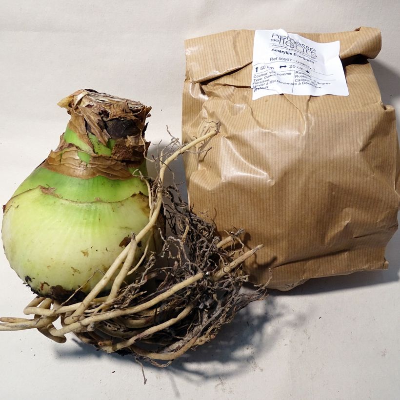 Ejemplo de ejemplar de Amaryllis Evergreen - Hippeastrum Bulbo calibre 30/32 tal y como se entrega