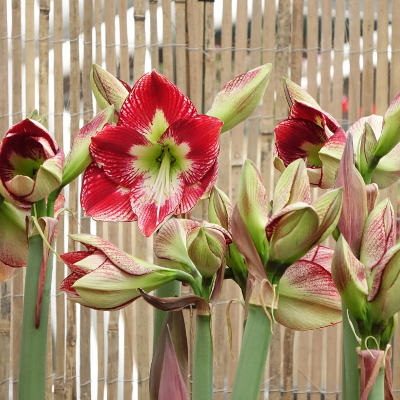 Amaryllis Flamenco Queen - Hippeastrum (Floración)