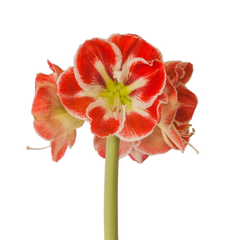 Amaryllis Samba - Hippeastrum (Floración)