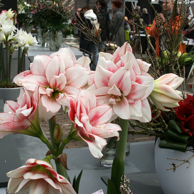 Amaryllis double Elvas - Hippeastrum (Porte)