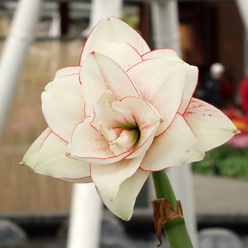 Amaryllis double Elvas - Hippeastrum (Floración)